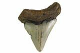 Bargain, Megalodon Tooth - North Carolina #152816-1